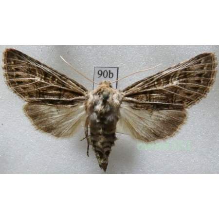 Tholera decimalis (Poda, 1761) Czech90b